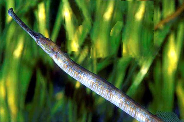 Syngnathus acus_04.jpg